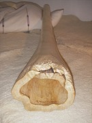 Didgeridoo